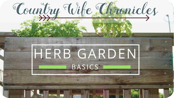Herb Garden Basics Feature Photo